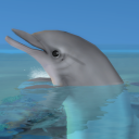 dolphinsimmer13 avatar