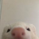 dopeyferret avatar