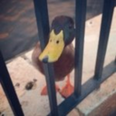 ducksofwdw-blog avatar