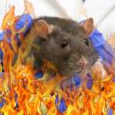 dumpster-fire-rats avatar