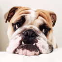 duncanthebulldog avatar