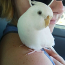 eben-the-cockatiel avatar