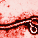 ebola-friendly avatar