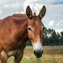 equestrienby avatar