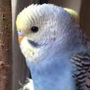 eternalbirblove avatar