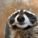 etherealraccoon avatar