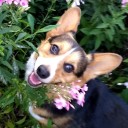 fairygardencorgis avatar