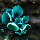 fantasticfungi avatar