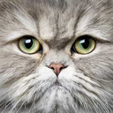 felinefocus avatar