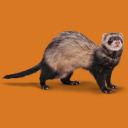 ferret-confirmed avatar