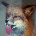 fiendish-fox avatar