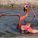 flamingo-be-fabulous avatar