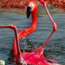 flamingo-of-culpability avatar