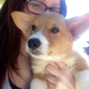 flockofcorgis avatar