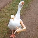 fluffy-0-goose avatar