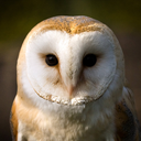 forestowl92-blog avatar