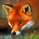 foxensox avatar