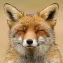 foxfluffs avatar