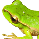 frog43 avatar