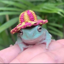 frogs-wearing-a-hat avatar