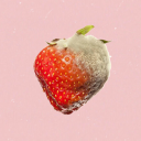 fruit-rot avatar