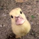 fuckyesducklings avatar