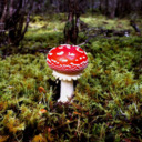 fun-with-fungi avatar