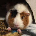 gassyguineapig avatar