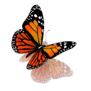 gaudy-butterfly avatar