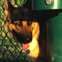 germanshepherdaily avatar