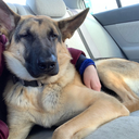 germanshepherdlabradormomma avatar