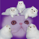 ghostpussy-blog avatar