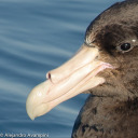 giantpetrel avatar