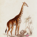 glamour-giraffe avatar