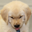 goldenretrieverworld avatar