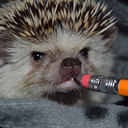 gottalovehedgehogs-blog avatar