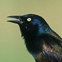 grackles avatar