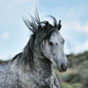 grayhorse avatar