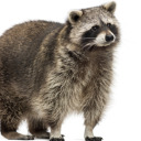 greasy-raccoon-roy avatar