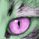 greenpurplecat avatar