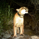 griffithparktrailcam avatar