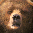 grizzlyursa avatar