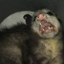 gunungopossum avatar