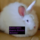 habits-white-rabbit avatar