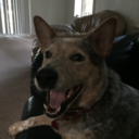 hanktheheeler-blog avatar