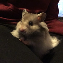 hannahandthehamsters avatar