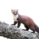 haplessmarten avatar