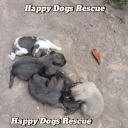 happydogs-rescue avatar