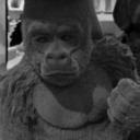 harambelovedchristmas avatar