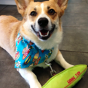 hawaiianwelshcorgis avatar